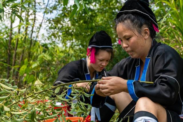北山野“小辛香”如何迈向“大市场”AG真人登录一颗山苍子的新生：粤(图5)