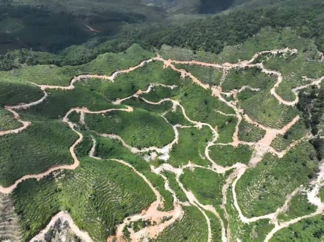 北山野“小辛香”如何迈向“大市场”AG真人登录一颗山苍子的新生：粤(图2)